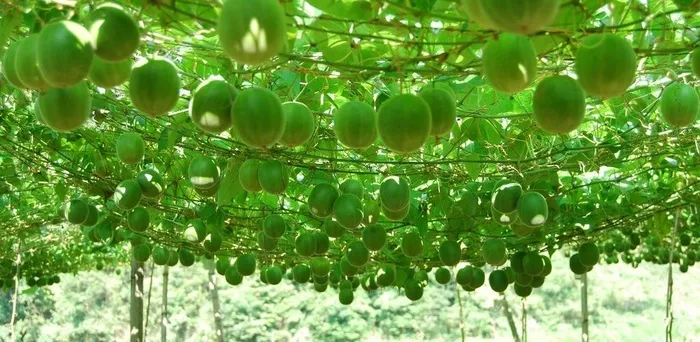 罗汉果图片