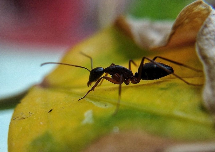 蚂蚁             图片