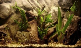 鱼缸造景艺术 高清实景拍菜鸟图库片