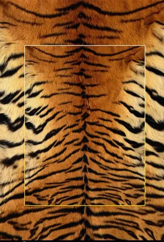 高清动物毛发背景JPG图片