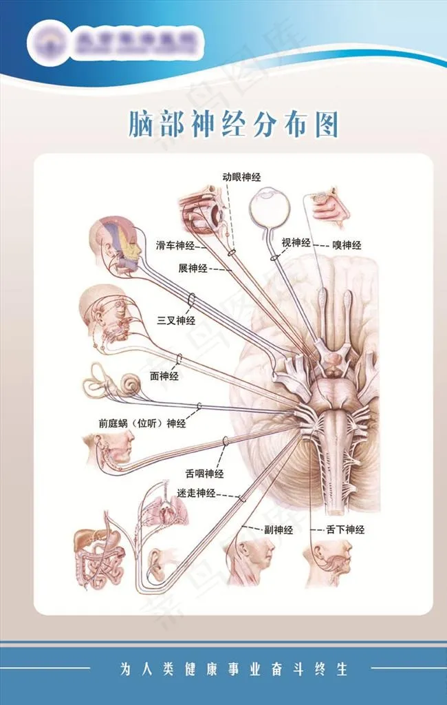 脑部神经分布图图片psd模版下载