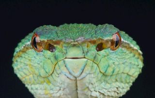 蛇              图片