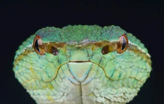 蛇              图片