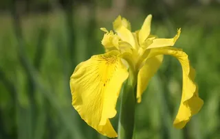 黄色莺尾花图片