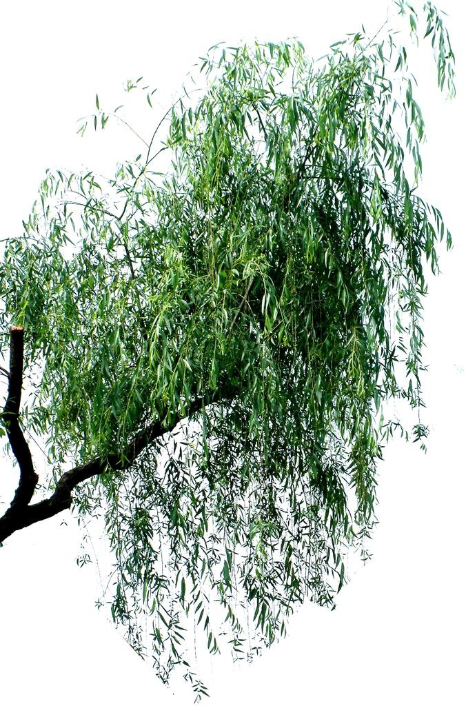 垂柳抠图图片