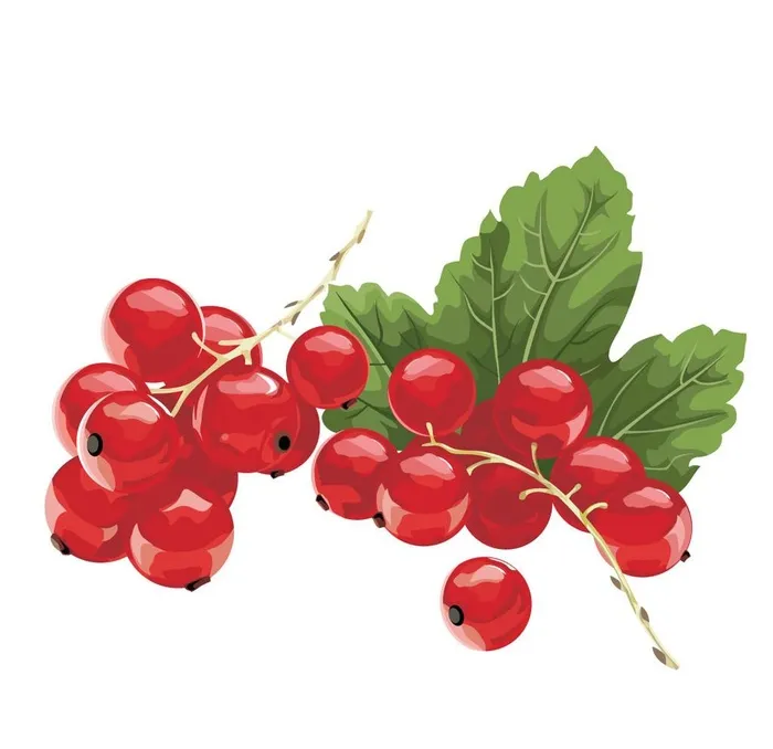 矢量樱桃图片