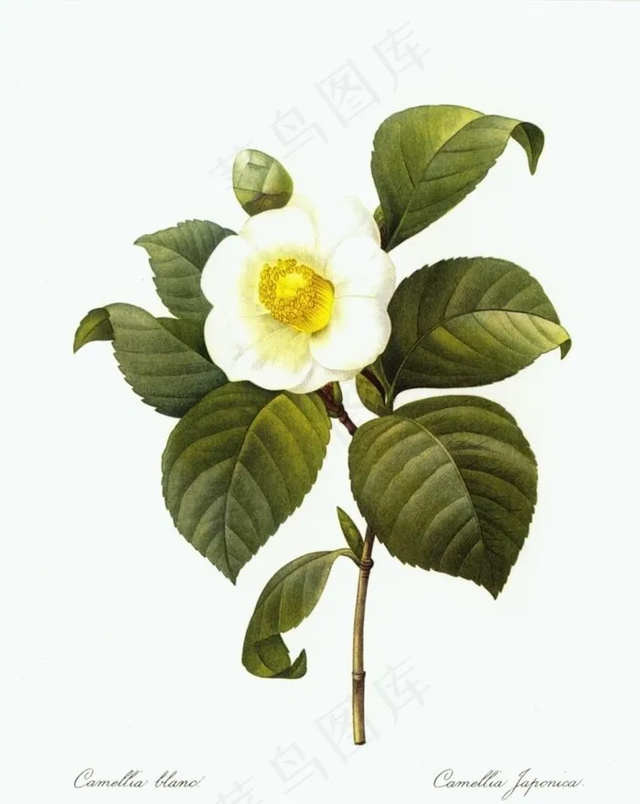 手绘植物图片
