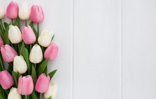 情人节素材图片