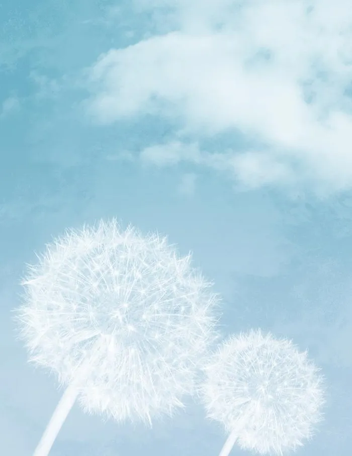 蒲公英背景图片(1024x1369)psd模版下载