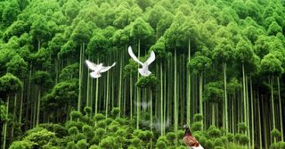 绿色树林鸽子背景墙图片