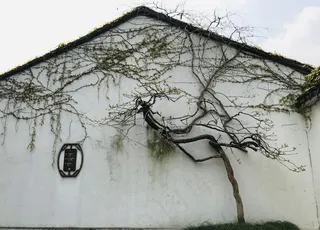 拙政园房屋墙面缠绕树枝图片