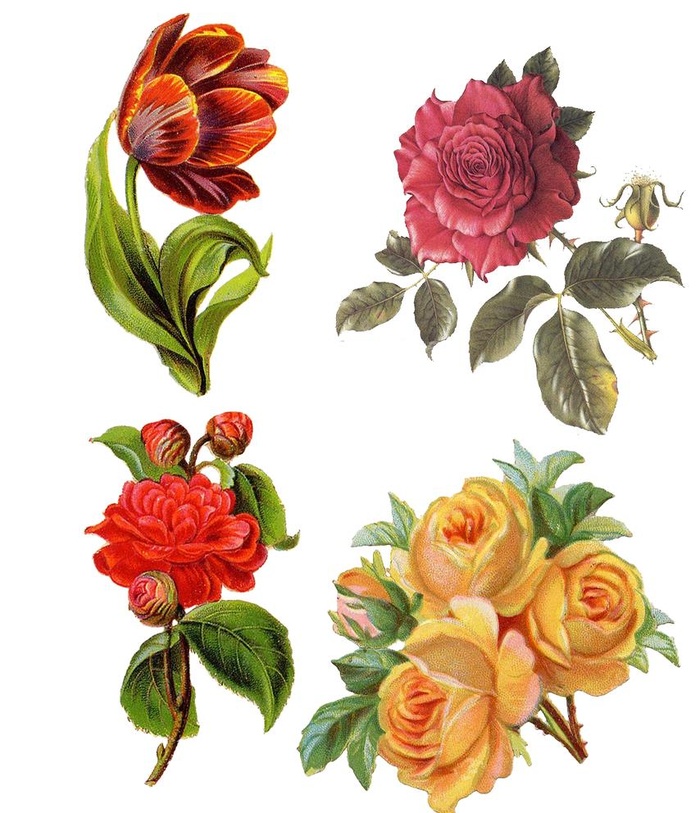 花素材   图片(1056x1266)