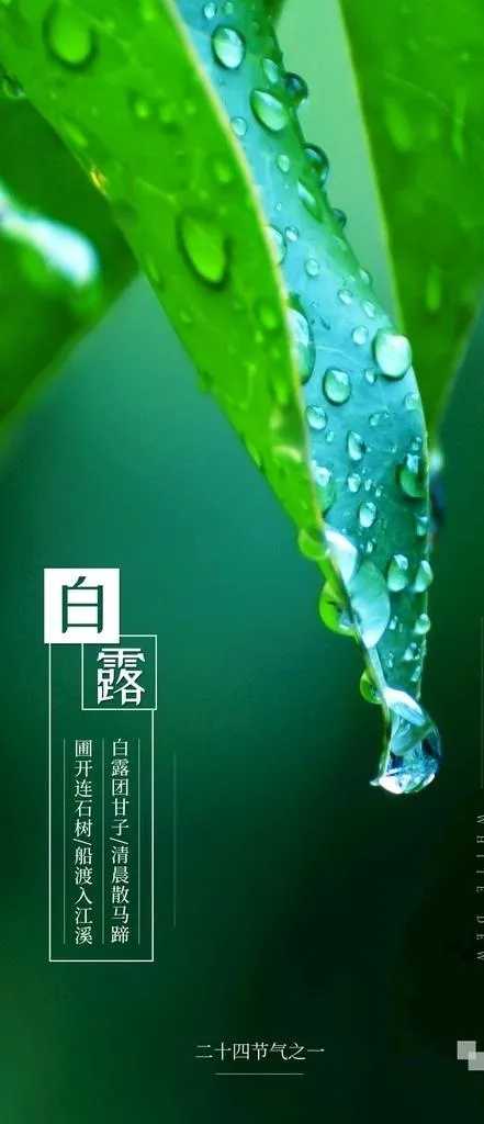 白露图片psd模版下载