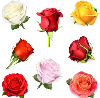 玫瑰花矢量图片