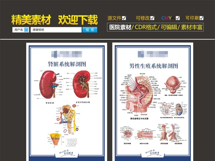 男性解剖图图片cdr矢量模版下载