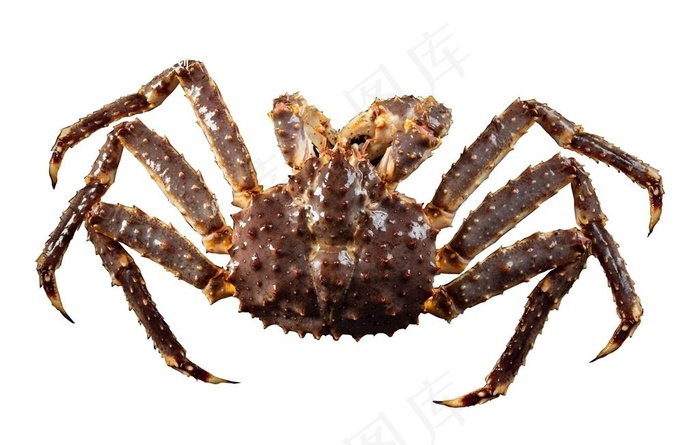 帝王蟹图片