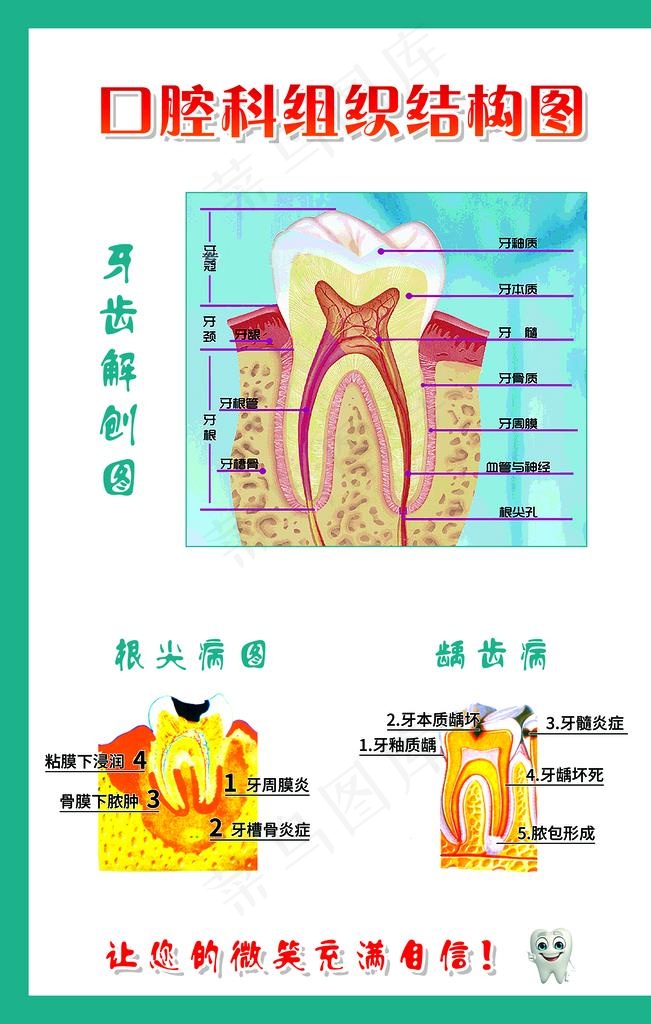 口腔组织结构图片(2835x4252)psd模版下载