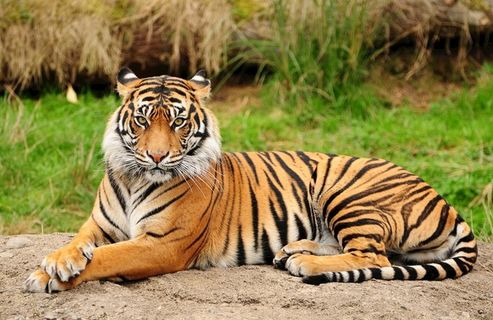 老虎全景摄影图图片