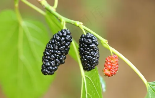 桑葚采摘 桑葚上市 桑甚果图片