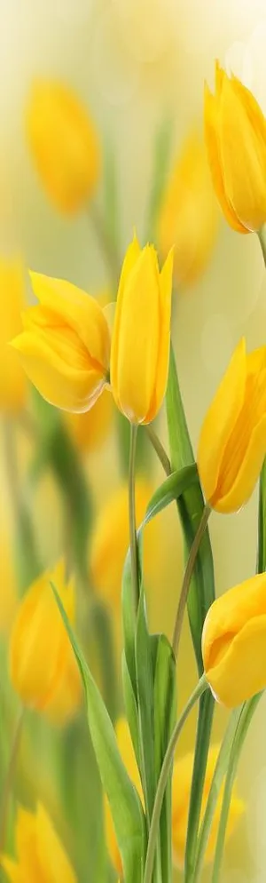 郁金香系列图片