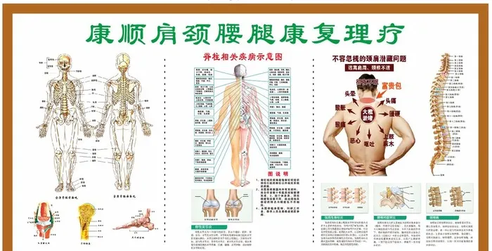 人体骨骰图片cdr矢量模版下载