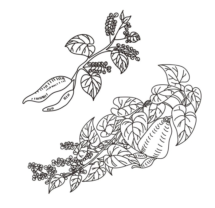 何首乌线稿图片