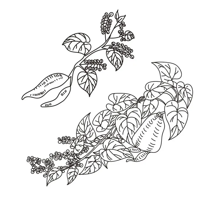 何首乌线稿图片ai矢量模版下载