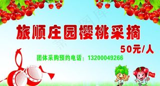 旅顺庄园樱桃采摘图片