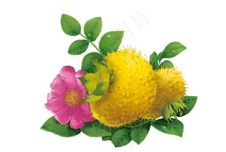 刺梨高清图图片