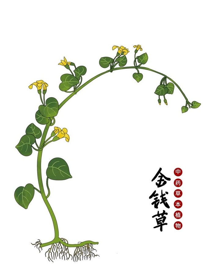 金钱草手绘植物中医中药高清抠图图片