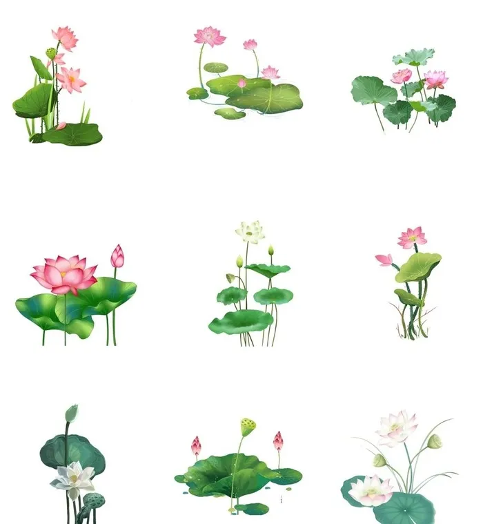 荷花图片
