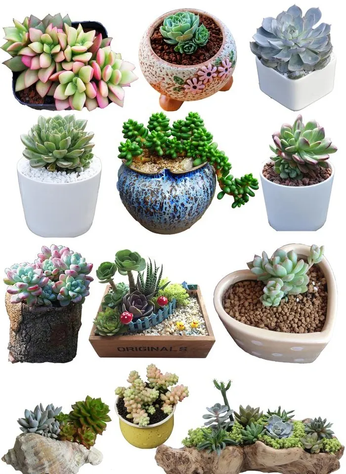 多肉植物图片(2480x3508)psd模版下载