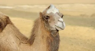 骆驼图片