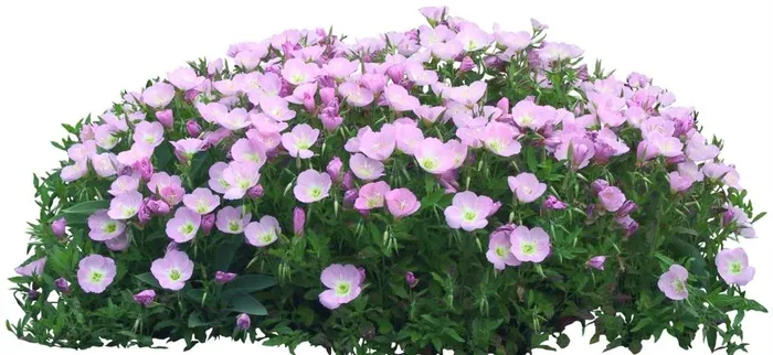 小花 贴图素材 粉紫花图片(2343x1150)psd模版下载