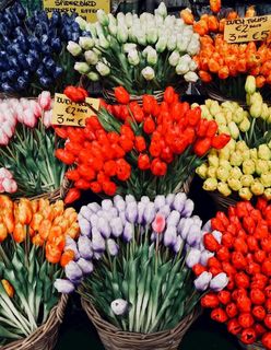 花图片 花图片