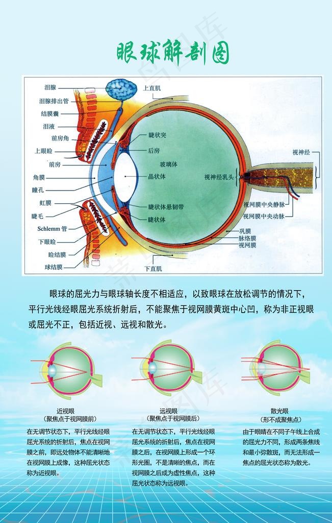 眼球解剖图图片