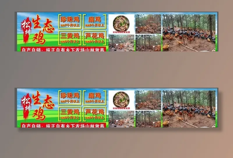 生态鸡图片cdr矢量模版下载