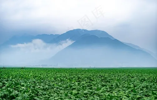 烟叶基地图片