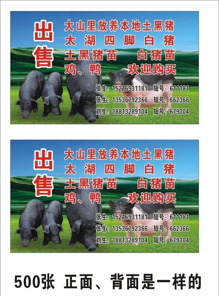 出售本地猪名片图片