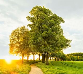 森林草原夕阳西下美丽的风景循环