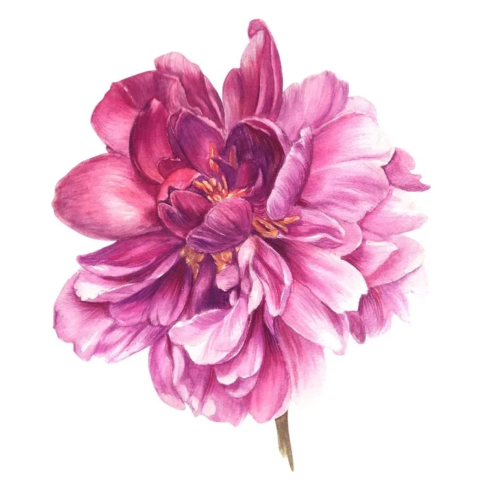 手绘牡丹花图片