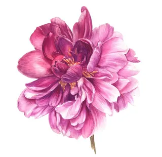 手绘牡丹花图片