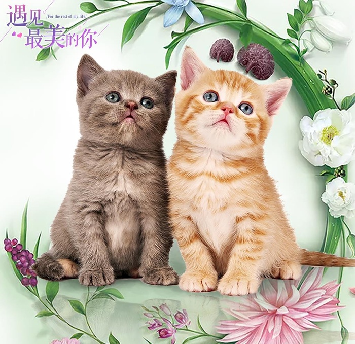 小猫咪图片(4629x4629)psd模版下载