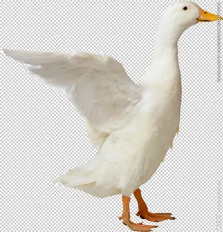 家禽鸭子鹅元素图片