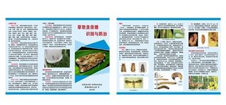 草地贪夜蛾折页图片