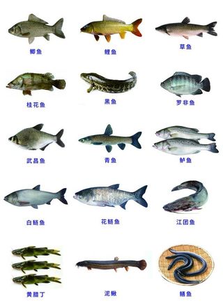 鱼图片大全