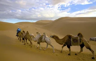 沙漠里的骆驼图片