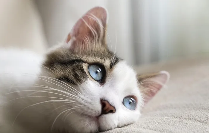 猫图片