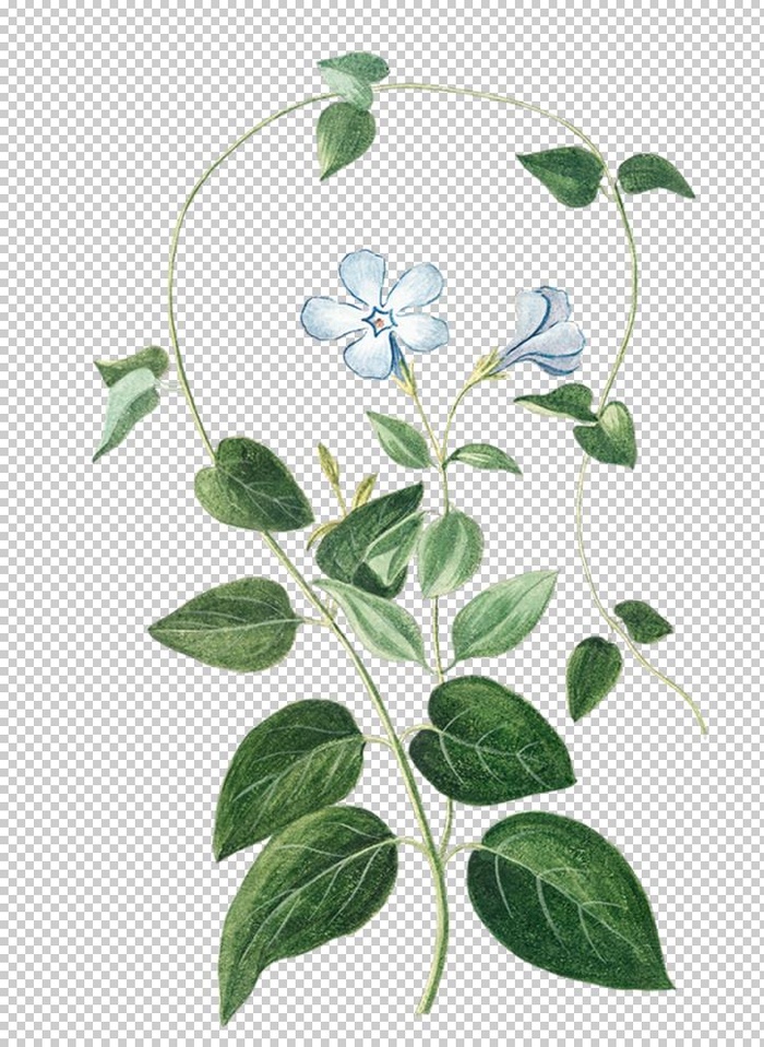 花 植物 免抠素材 PNG图片(2920x3953)