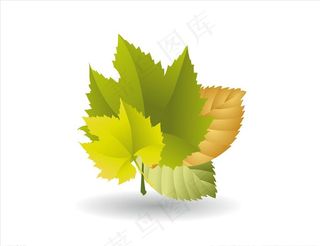 矢量树叶枫叶图片